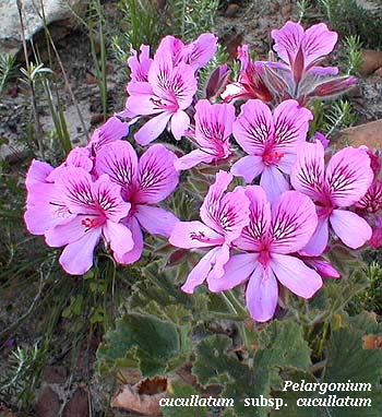 Pelargonium cucullatum subsp cucullatum
